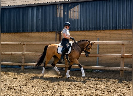 KPR, Wałach, 4 lat, 146 cm, Bułana