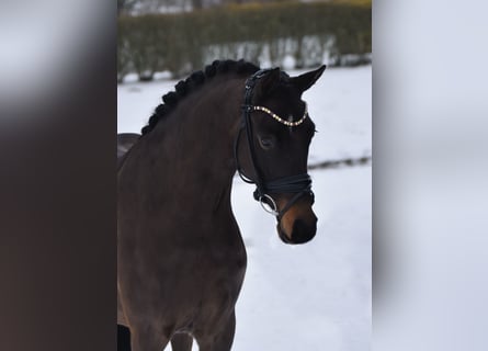 KPR, Wałach, 4 lat, 146 cm, Skarogniada