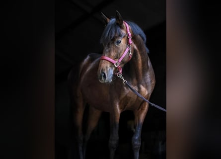 KPR, Wałach, 7 lat, 162 cm, Ciemnogniada