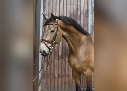 KPR, Wałach, 8 lat, 177 cm, Jelenia