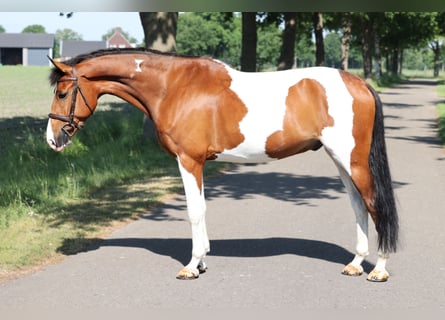 KPR, Wałach, 8 lat, Srokata