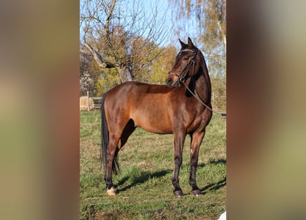 KPR, Wałach, 9 lat, 148 cm, Gniada