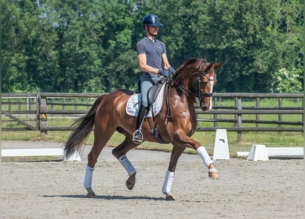 KPR, Wałach, 8 lat, 167 cm, Kasztanowata