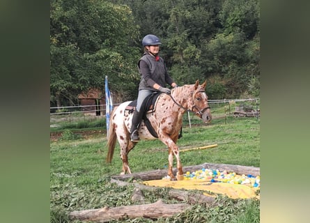 Kuc amerykański-Americas, Klacz, 3 lat, 135 cm, Tarantowata