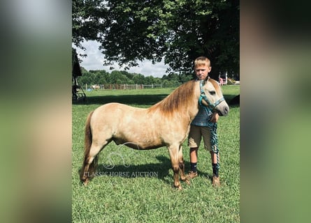 Kuc amerykański-Americas, Wałach, 5 lat, 99 cm, Jelenia