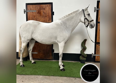 Kuc Connemara, Klacz, 10 lat, 146 cm, Biała