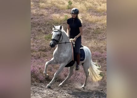 Kuc Connemara, Klacz, 13 lat, 147 cm, Siwa w hreczce