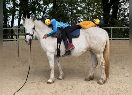 Kuc Connemara, Klacz, 16 lat, 152 cm, Siwa