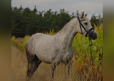 Kuc Connemara Mix, Klacz, 3 lat, 145 cm, Siwa jabłkowita