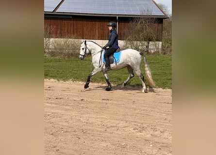 Kuc Connemara, Klacz, 4 lat, 145 cm, Karosiwa