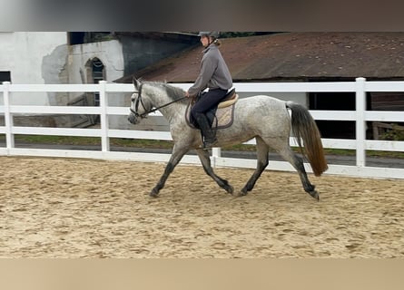 Kuc Connemara, Klacz, 4 lat, 146 cm, Siwa