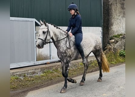 Kuc Connemara, Klacz, 4 lat, 147 cm, Siwa jabłkowita
