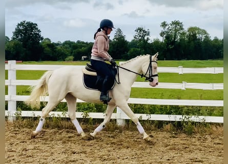 Kuc Connemara, Klacz, 4 lat, 148 cm, Cremello