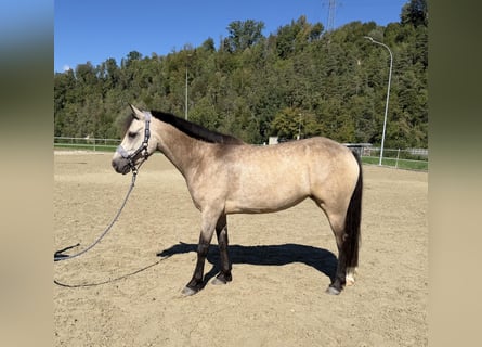 Kuc Connemara, Klacz, 4 lat, 151 cm, Bułana