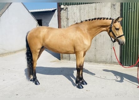 Kuc Connemara, Klacz, 4 lat, 153 cm, Bułana