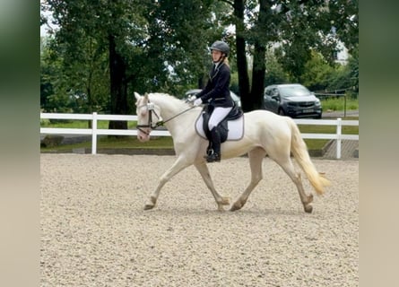 Kuc Connemara, Klacz, 5 lat, 147 cm, Cremello