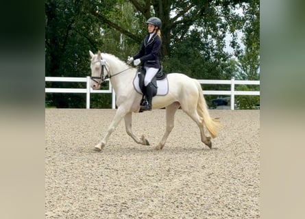 Kuc Connemara, Klacz, 5 lat, 147 cm, Cremello