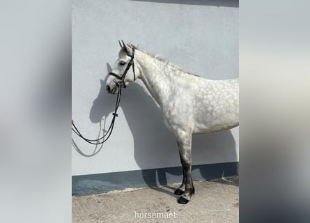 Kuc Connemara, Klacz, 5 lat, 147 cm, Siwa