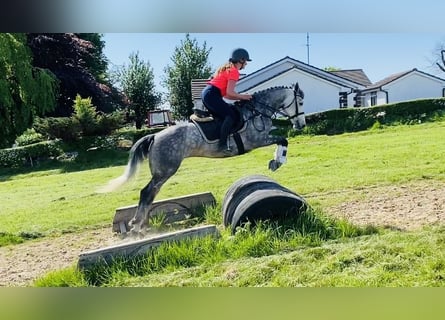 Kuc Connemara, Klacz, 5 lat, 148 cm, Siwa jabłkowita