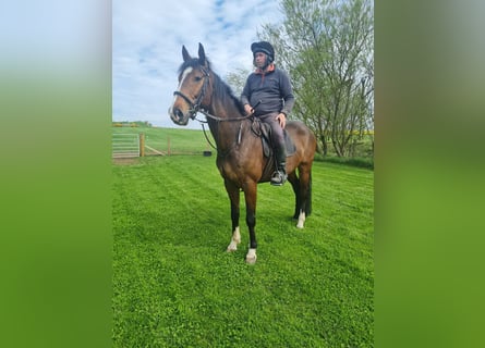 Kuc Connemara, Klacz, 8 lat, 142 cm, Siwa