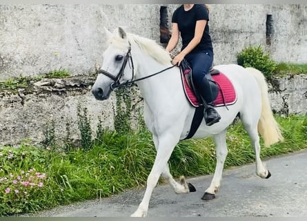 Kuc Connemara, Klacz, 8 lat, 145 cm, Biała