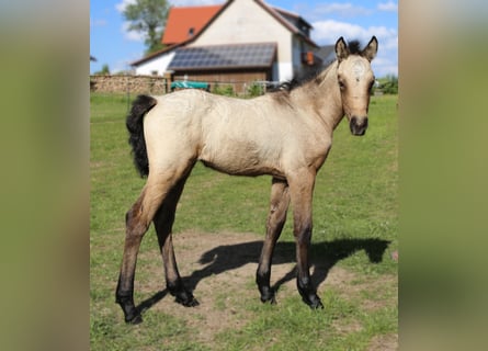 Kuc Connemara, Klacz, , 145 cm, Formy Brown Falb