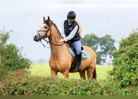 Kuc Connemara, Wałach, 10 lat, 148 cm, Bułana