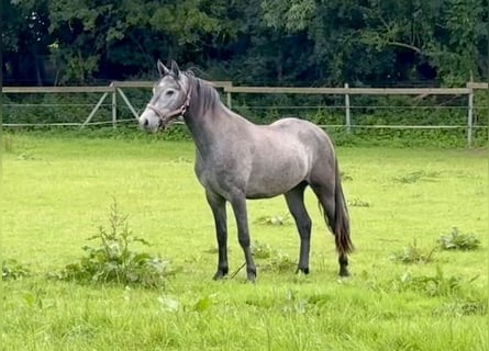 Kuc Connemara, Wałach, 2 lat, 143 cm, Siwa jabłkowita
