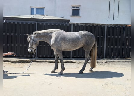 Kuc Connemara, Wałach, 3 lat, 144 cm, Stalowosiwy