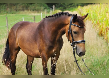 Kuc Connemara, Wałach, 3 lat, 147 cm, Bułana