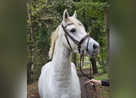 Kuc Connemara, Wałach, 3 lat, 157 cm, Siwa