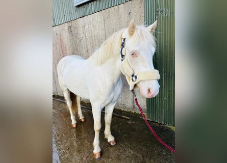 Kuc Connemara, Wałach, 4 lat, 145 cm, Cremello