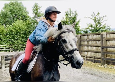 Kuc Connemara, Wałach, 4 lat, 145 cm, Siwa