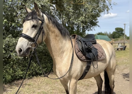 Kuc Connemara, Wałach, 4 lat, 152 cm, Bułana