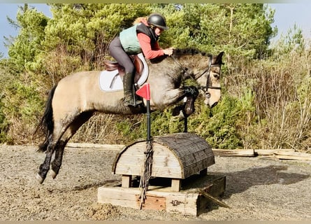 Kuc Connemara, Wałach, 4 lat, 152 cm, Bułana