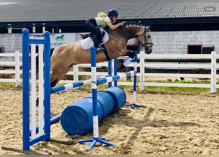 Kuc Connemara, Wałach, 4 lat, 155 cm, Bułana