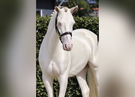 Kuc Connemara, Wałach, 4 lat, 155 cm, Cremello