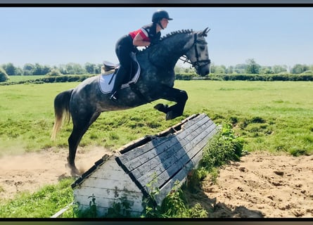 Kuc Connemara, Wałach, 4 lat, 155 cm, Siwa