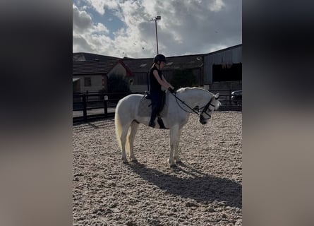 Kuc Connemara, Wałach, 5 lat, 148 cm, Siwa
