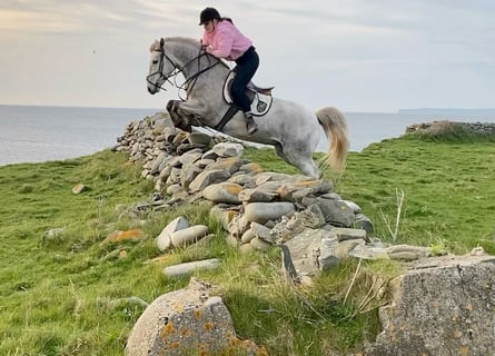 Kuc Connemara, Wałach, 5 lat, 156 cm