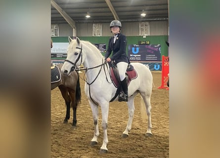 Kuc Connemara, Wałach, 5 lat, 160 cm, Siwa