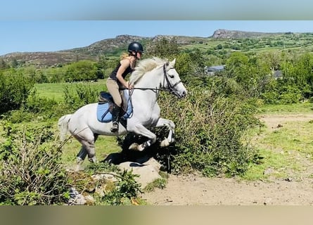 Kuc Connemara, Wałach, 6 lat, 145 cm, Siwa