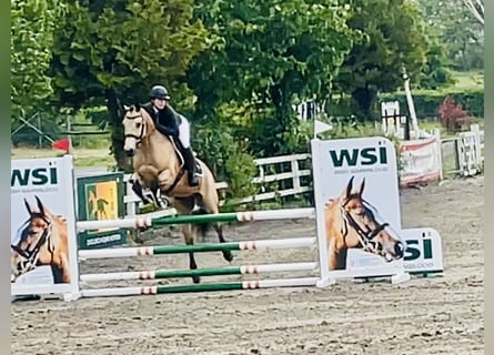 Kuc Connemara, Wałach, 6 lat, 157 cm, Bułana