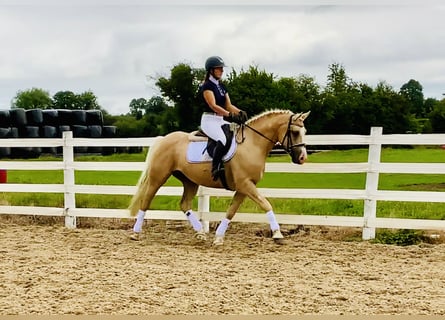 Kuc Connemara, Wałach, 6 lat, 157 cm, Izabelowata