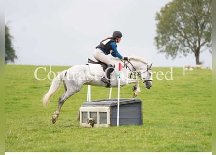 Kuc Connemara, Wałach, 7 lat, 152 cm, Siwa