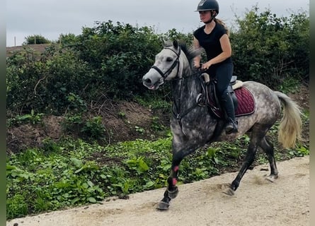 Kuc Connemara, Wałach, 8 lat, 140 cm, Siwa jabłkowita