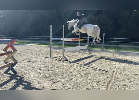 Kuc Connemara, Wałach, 12 lat, 148 cm, Siwa w hreczce