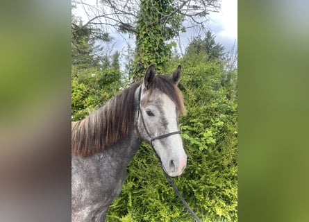 Kuc Connemara, Wałach, 2 lat, 142 cm, Siwa