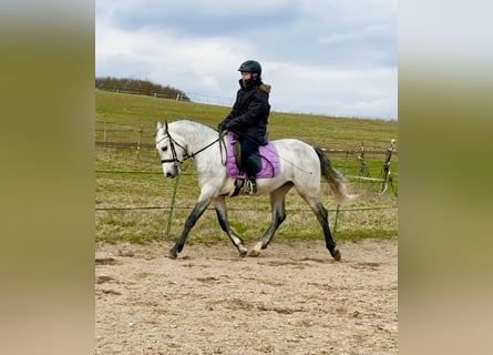 Kuc Connemara, Wałach, 4 lat, 154 cm, Siwa jabłkowita