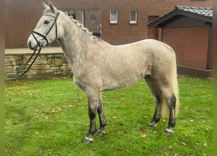 Kuc Connemara, Wałach, 4 lat, 154 cm, Siwa